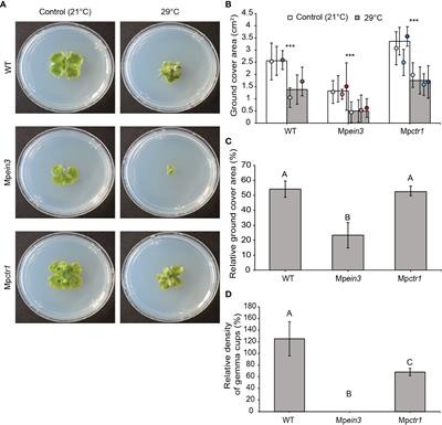 The plant hormone ethylene promotes abiotic stress tolerance in the liverwort Marchantia polymorpha